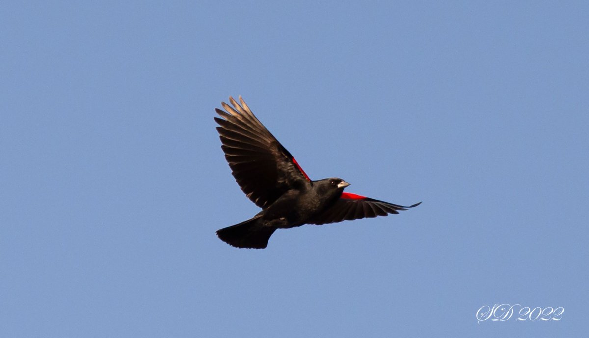 Red-Winged